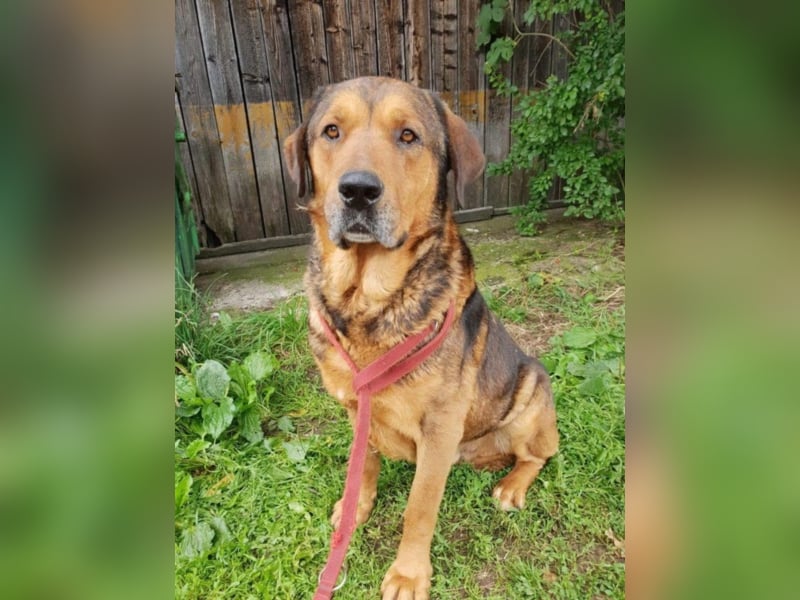 ●FAXE● [ 5 Jahre, 75 cm ]