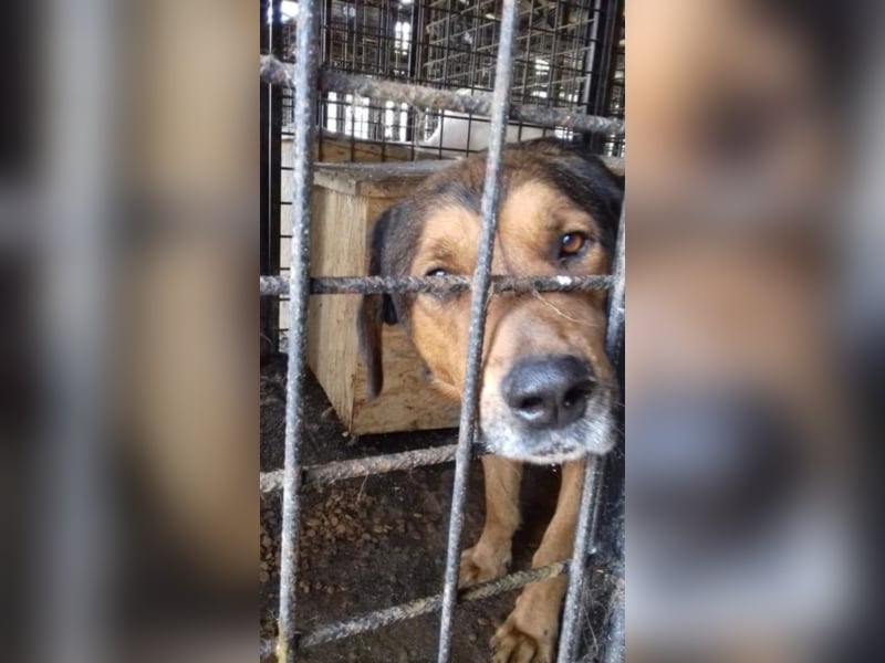 ●FAXE● [ 5 Jahre, 75 cm ]