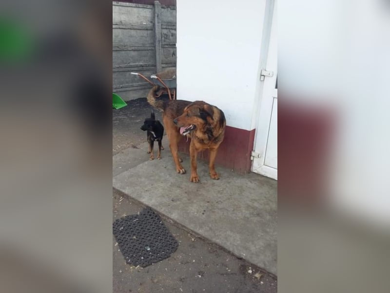 ●FAXE● [ 5 Jahre, 75 cm ]