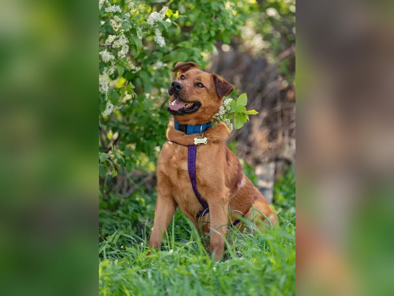 Wunderbarer Mandarin sucht seine Menschen