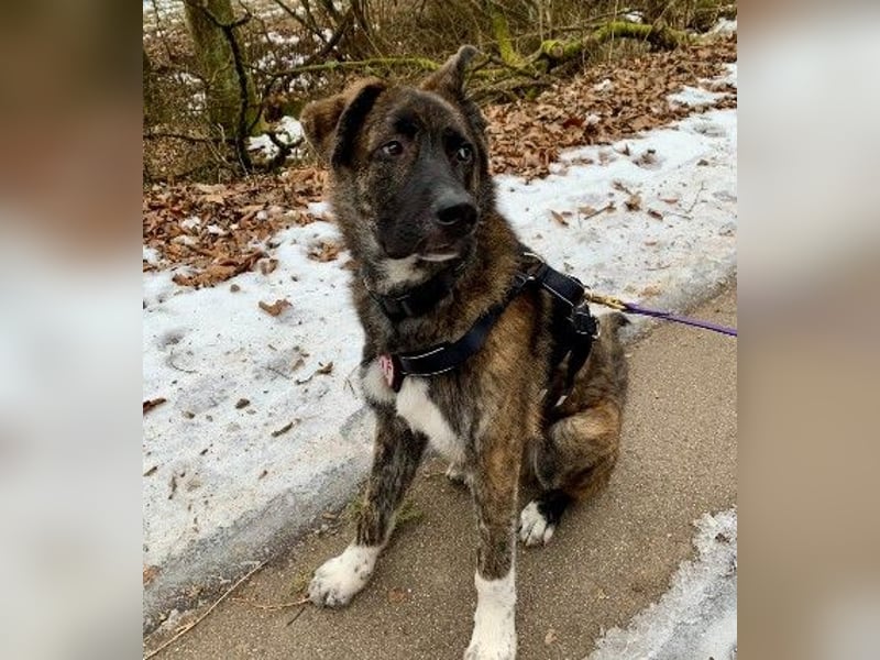 Zauberhafter, verschmuster Junghund Carlo sucht seine Menschen