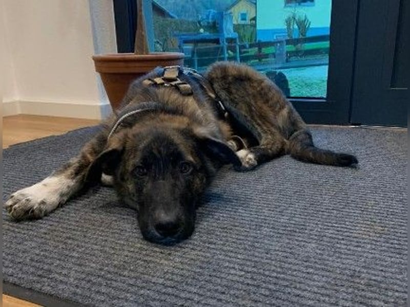 Zauberhafter, verschmuster Junghund Carlo sucht seine Menschen