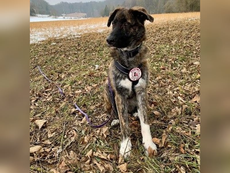 Zauberhafter, verschmuster Junghund Carlo sucht seine Menschen
