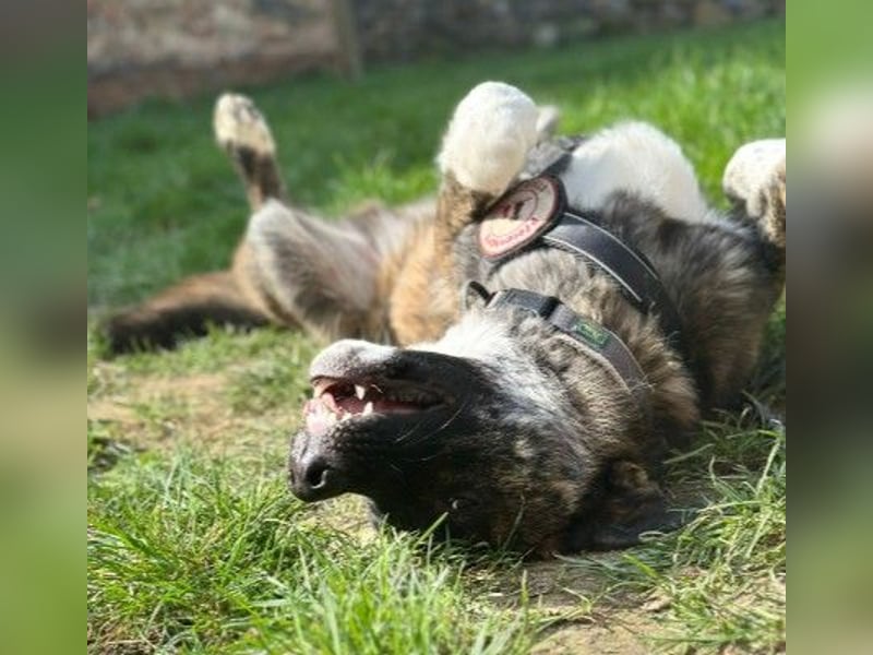 Zauberhafter, verschmuster Junghund Carlo sucht seine Menschen