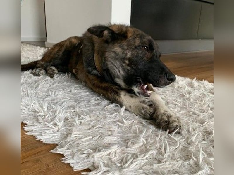 Zauberhafter, verschmuster Junghund Carlo sucht seine Menschen