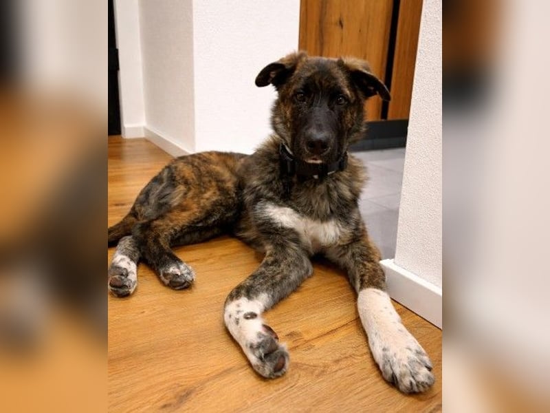 Zauberhafter, verschmuster Junghund Carlo sucht seine Menschen