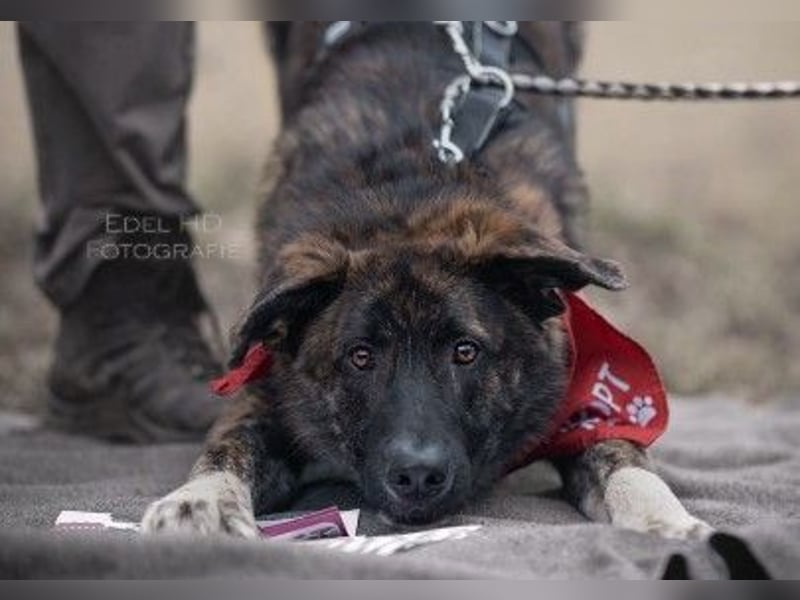 Zauberhafter, verschmuster Junghund Carlo sucht seine Menschen