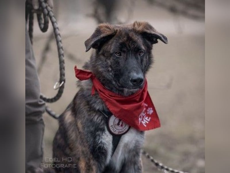 Zauberhafter, verschmuster Junghund Carlo sucht seine Menschen