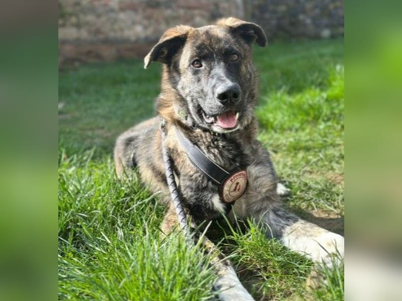 Zauberhafter, verschmuster Junghund Carlo sucht seine Menschen