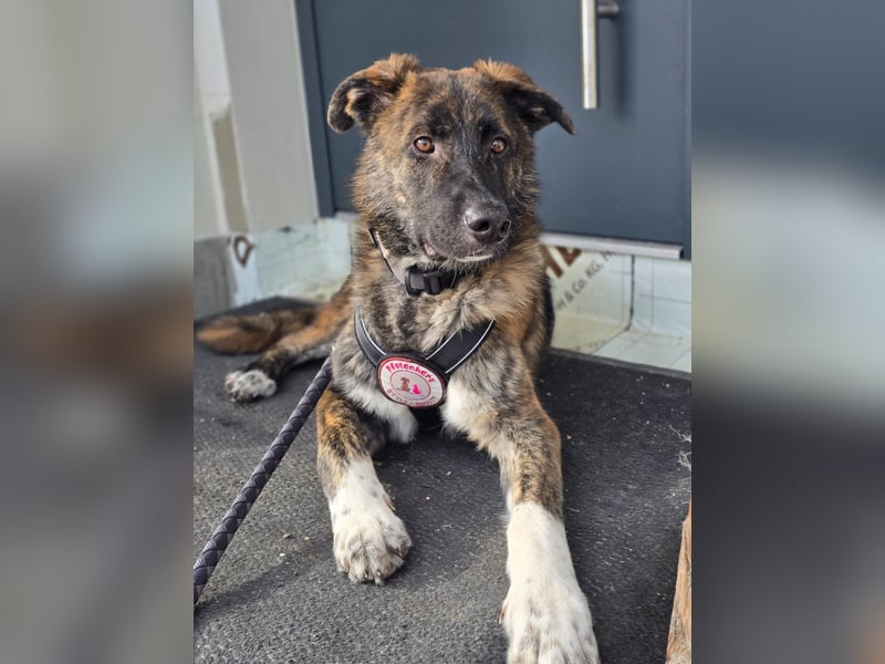 Zauberhafter, verschmuster Junghund Carlo sucht seine Menschen