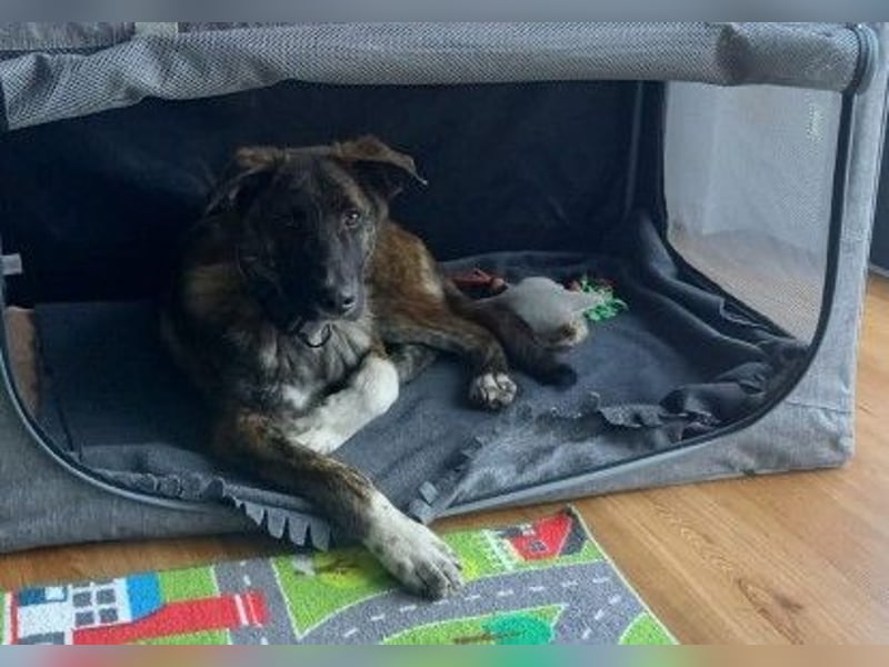 Zauberhafter, verschmuster Junghund Carlo sucht seine Menschen