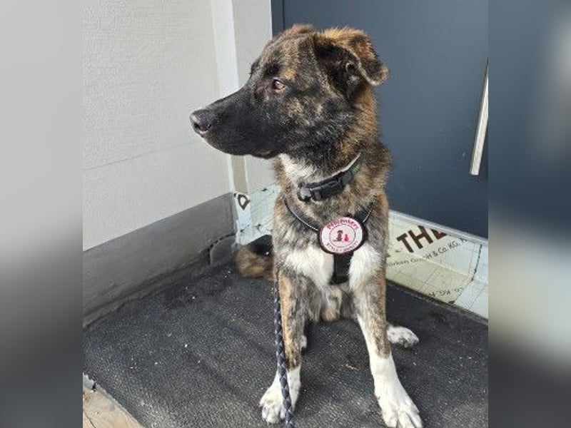 Zauberhafter, verschmuster Junghund Carlo sucht seine Menschen