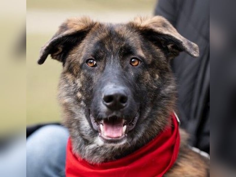 Zauberhafter, verschmuster Junghund Carlo sucht seine Menschen