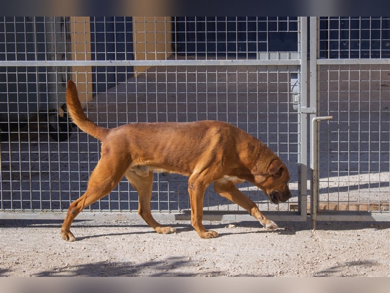 Ponty - Senior leidet im Tierheim