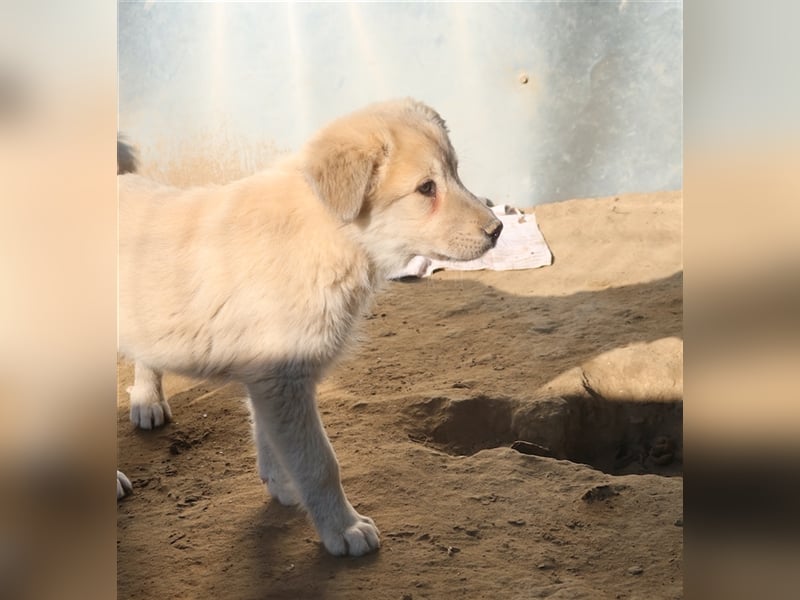 Hannes, geb. ca. 09/2023, lebt in GRIECHENLAND, im städt. Tierheim Serres