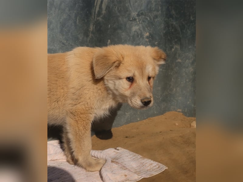 Hannes, geb. ca. 09/2023, lebt in GRIECHENLAND, im städt. Tierheim Serres