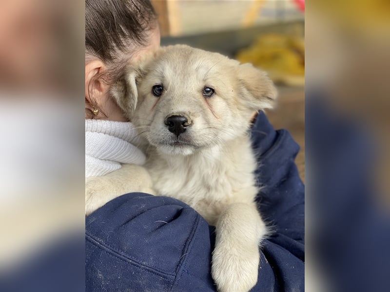 Hannes, geb. ca. 09/2023, lebt in GRIECHENLAND, im städt. Tierheim Serres