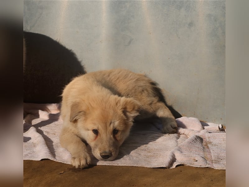 Hannes, geb. ca. 09/2023, lebt in GRIECHENLAND, im städt. Tierheim Serres