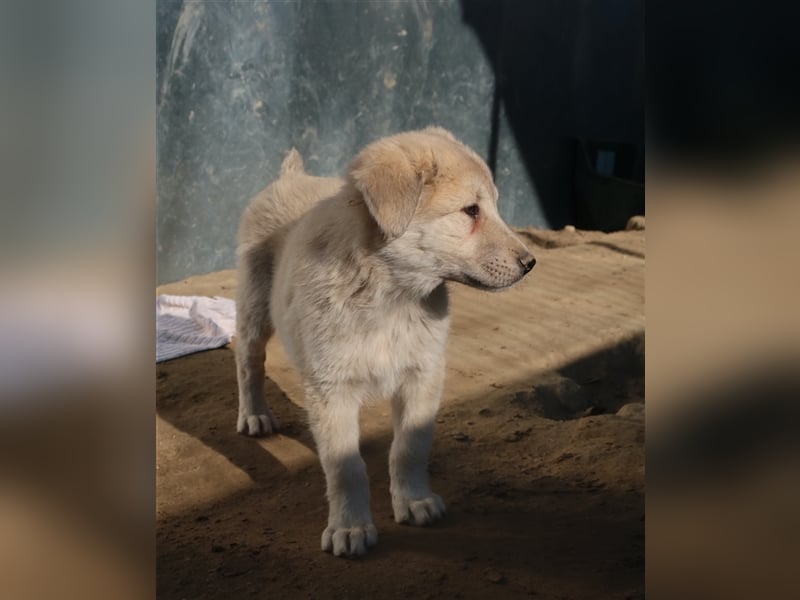 Hannes, geb. ca. 09/2023, lebt in GRIECHENLAND, im städt. Tierheim Serres