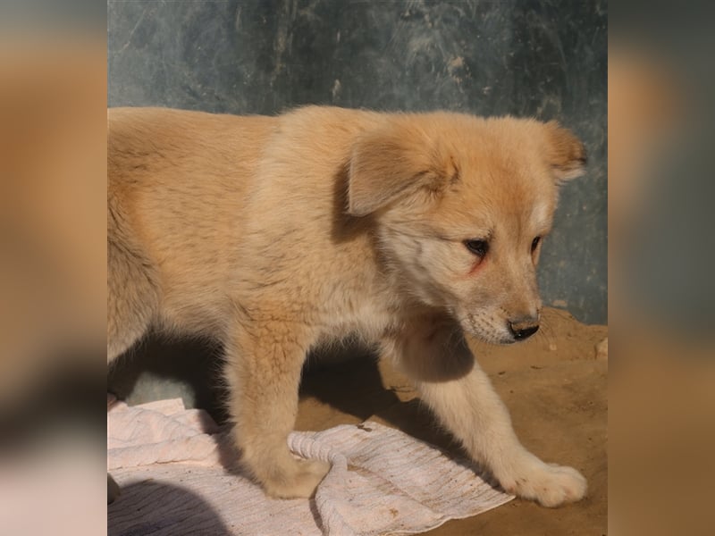 Hannes, geb. ca. 09/2023, lebt in GRIECHENLAND, im städt. Tierheim Serres