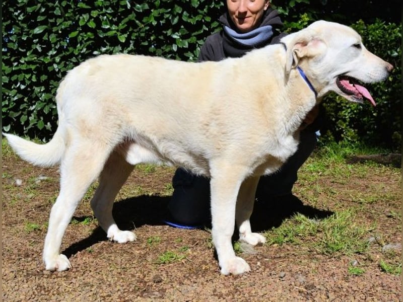 Scoutie - Scoutie hat Fernweh nach Liebe