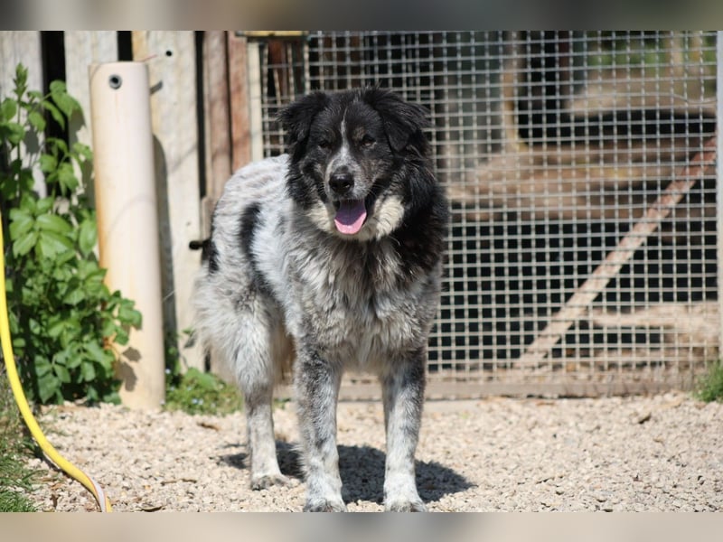 Ray - Zeig mir die Welt außerhalb des Zwingers...