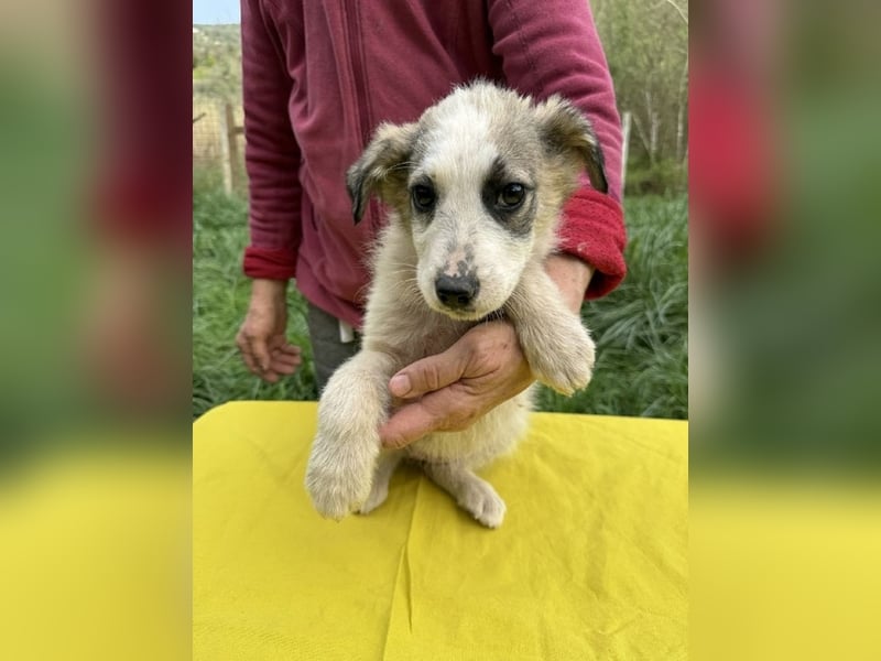 Nelly sucht dich - Groß, liebenswert und voller Herz