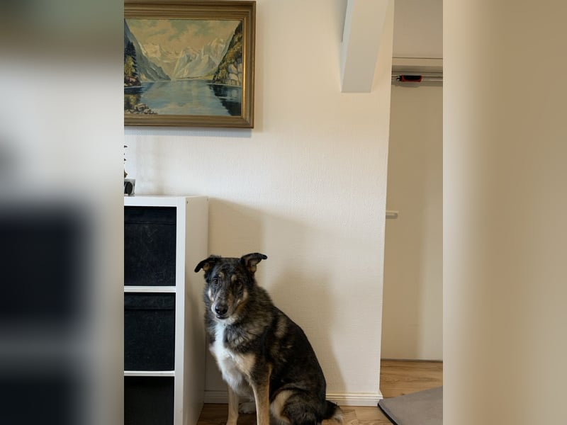 Aleta (Willow) - SOS - Dringend neues Zuhause oder Pflegestelle gesucht/kleines Seelchen