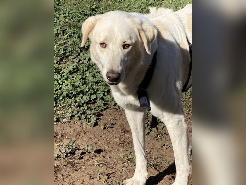 Clara - ein Herz in Warteschleife