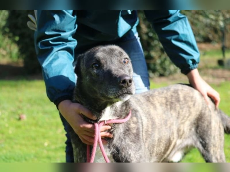 Loris - ausgeglichener und liebenswerter Charakter