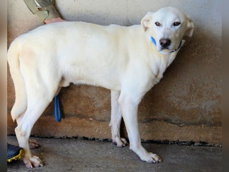 Armindo - Warteschleife, bitte nicht auflegen!