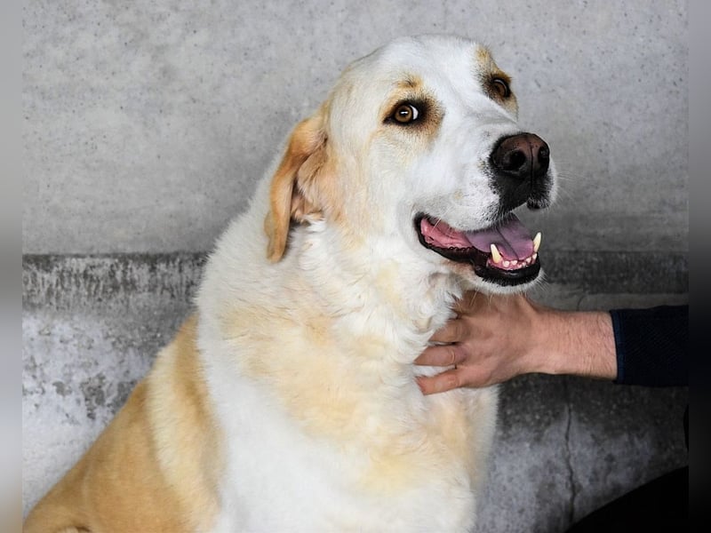 Roddie - Sein treuer Blick spricht Bände