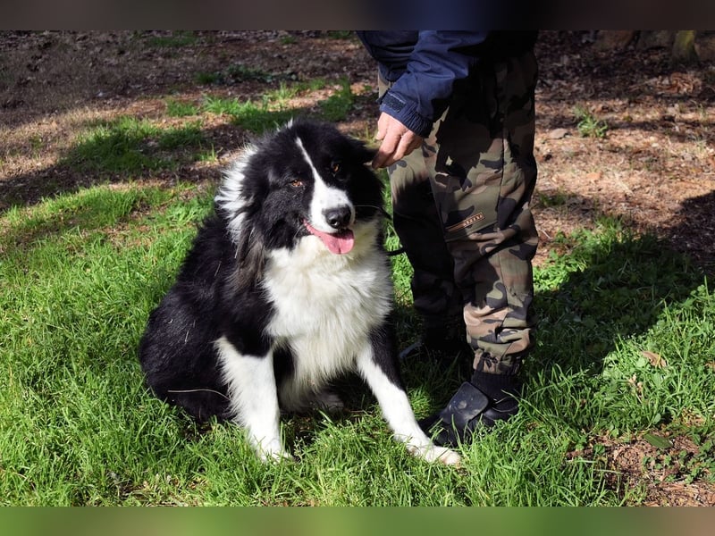 Frasio - Wenn Lebendigkeit zum Verhängnis wird