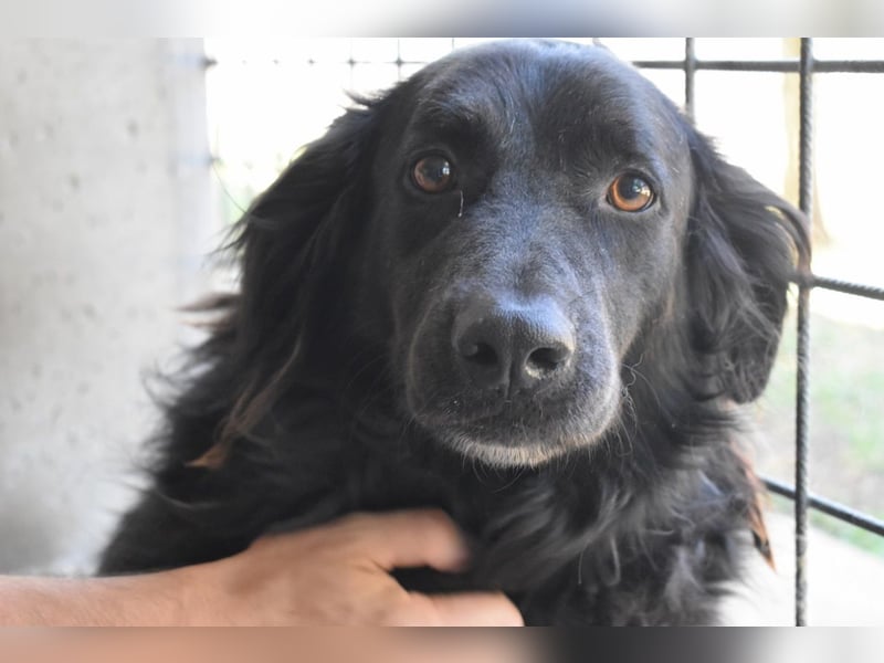 Kael - Nur ein einziges mal die Chance auf Leben