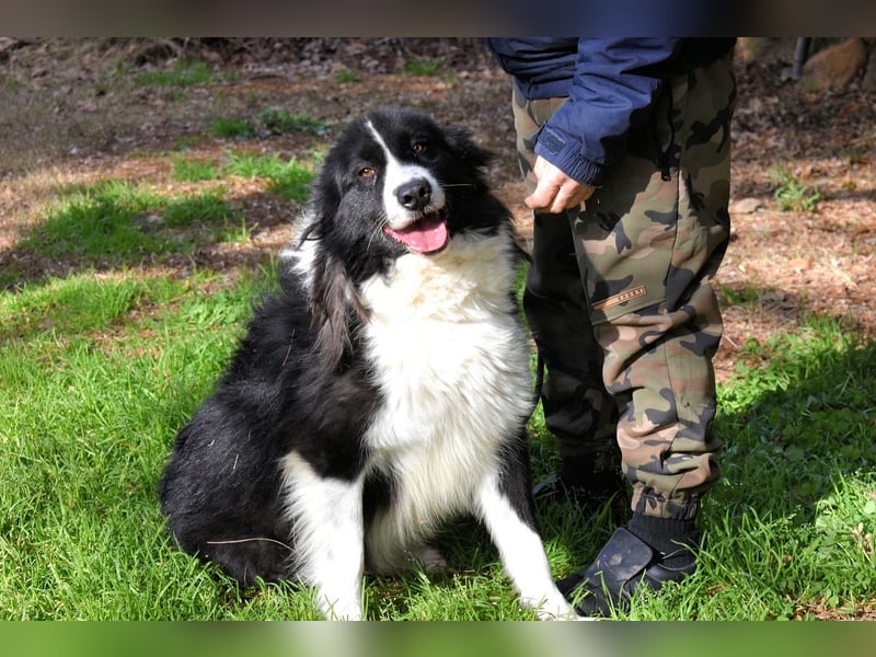 Frasio - Wenn Lebendigkeit zum Verhängnis wird