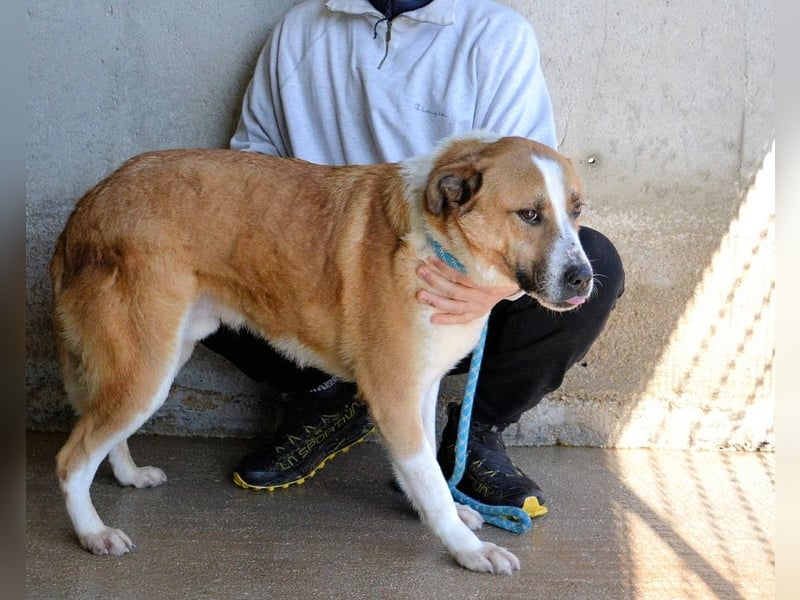 Scotlee - Drei Leben. Drei Chancen.