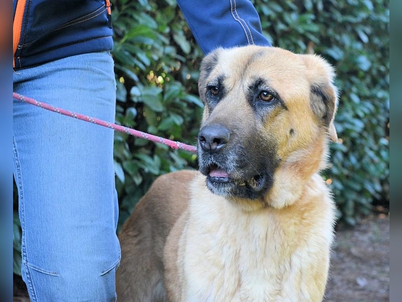 Adhara - Möchte ihre Energie versprühen