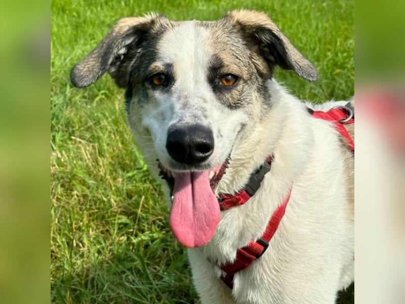 Nelly - (Dringend neue Pflegestelle oder Zuhause gesucht) gerade nochmal Glück gehabt Nelly - (Dringend neue Pflegestelle oder Zuhause gesucht) gerade nochmal Glück gehabt