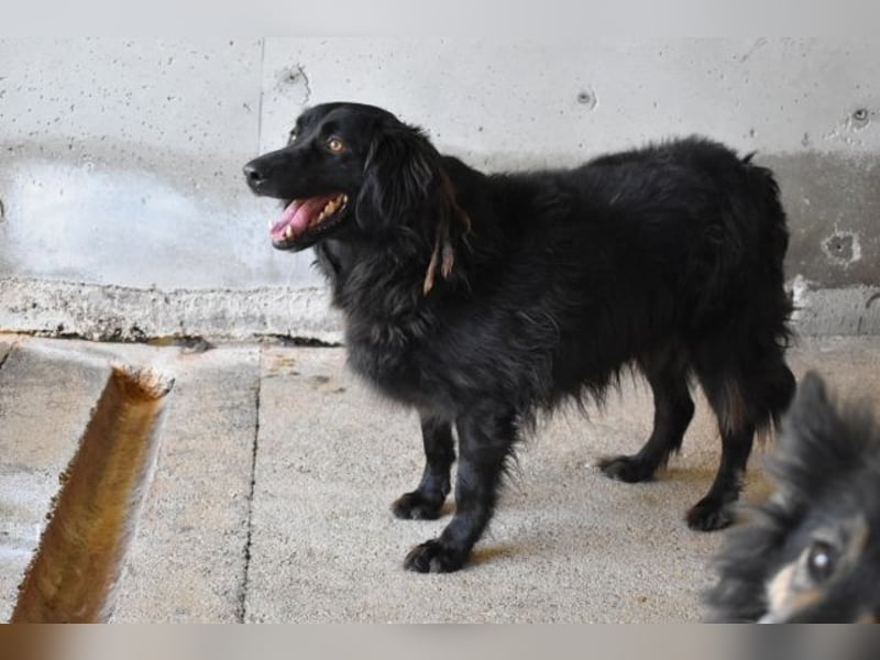 Kael - Nur ein einziges mal die Chance auf Leben