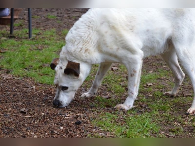 El Fava - hübscher Junge mit braunen Öhrchen