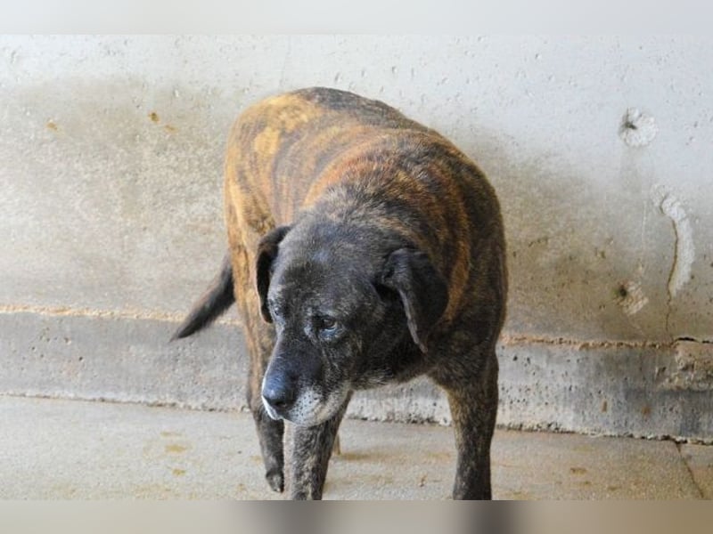Annius-Hinter der grummeligen Fassade steckt ein Schatz