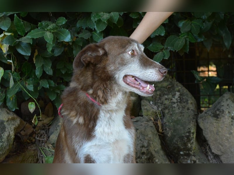 Lynwood - Ein Hund der Sorte «10 von 10 Punkten»