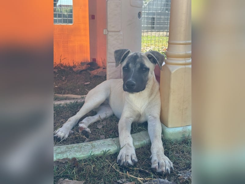 Inga - (Dringend Pflegestelle oder Zuhause gesucht)  Zwei kleine Hunde und ...
