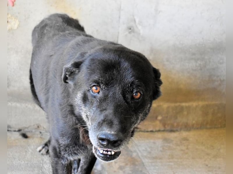 Idrysh - große Hunde werfen lange Schatten
