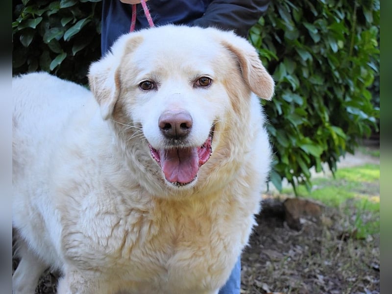 Abele - wenn Kraft und Zeit verloren gehen