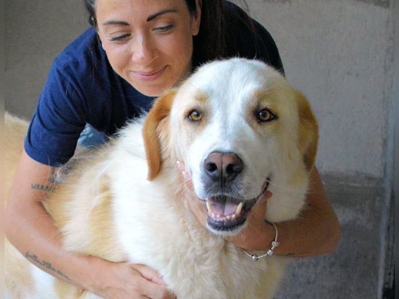 Roddie - Sein treuer Blick spricht Bände