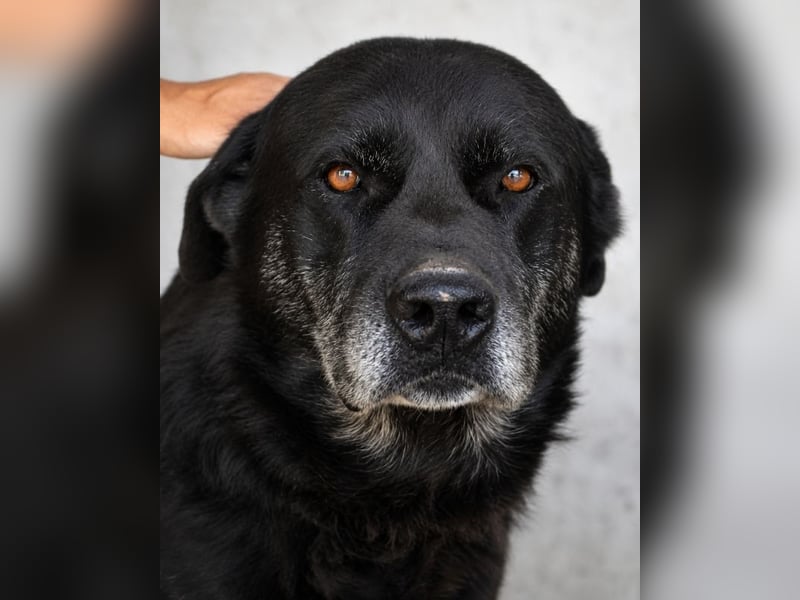 Idrysh - große Hunde werfen lange Schatten