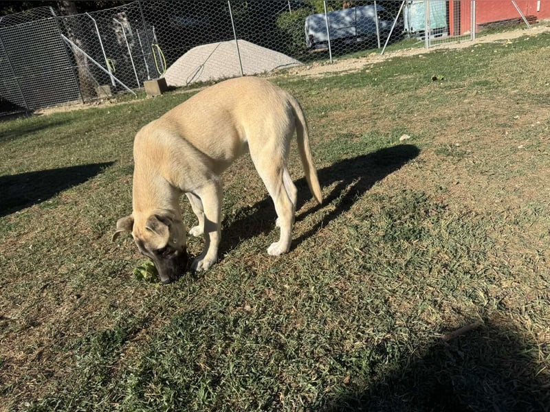 Inga - (Dringend Pflegestelle oder Zuhause gesucht)  Zwei kleine Hunde und ...