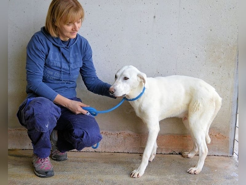 Armindo - aller guten Dinge sind drei