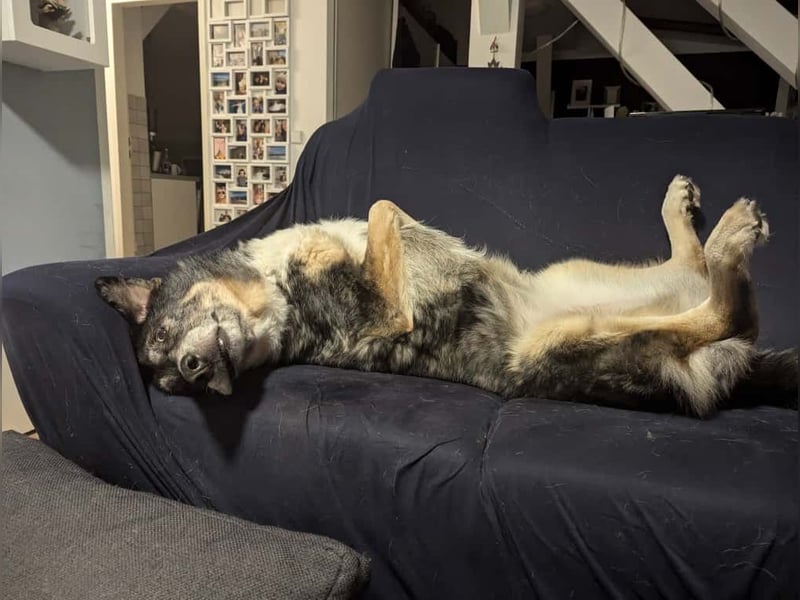 Aleta (Willow) - SOS - Dringend neues Zuhause oder Pflegestelle gesucht/kleines Seelchen